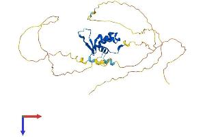 AlphaFold protein structure predicition of Mouse Recombinant Foxa3 Protein, UniprotID P35584
