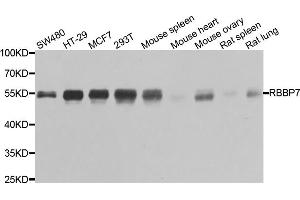 Western blot analysis of extracts of various cell lines, using RBBP7 antibody. (RBBP7 anticorps)