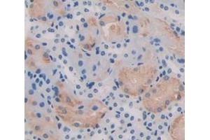 IHC-P analysis of Mouse Tissue, with DAB staining. (Transportin 1 anticorps  (AA 597-837))