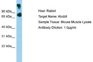 WB Suggested Anti-Abcb8 Antibody   Titration: 1.