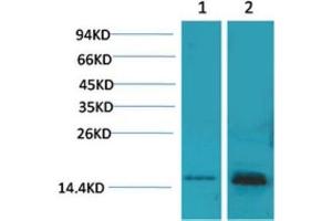 Western Blot (WB) analysis of 1) 293T, 2) Mouse Brain Tissue with S100 Rabbit Polyclonal Antibody diluted at 1:2000.