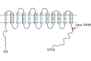 Representative domain view of the target of ABIN7043671.