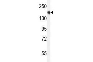 SRC-1 antibody western blot analysis in CEM lysate.