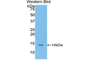 Western Blotting (WB) image for anti-D-Aspartate Oxidase (DDO) (AA 117-199) antibody (ABIN1176733)