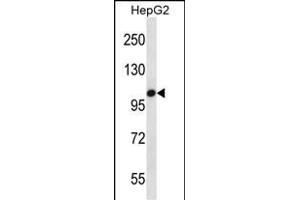 TLR7 Antibody (C-term) (ABIN657635 and ABIN2846631) western blot analysis in HepG2 cell line lysates (35 μg/lane).