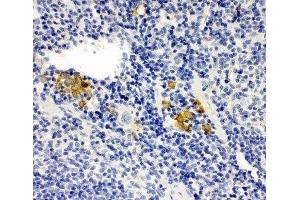 IHC-P: Leupaxin antibody testing of mouse spleen tissue (Leupaxin anticorps  (N-Term))