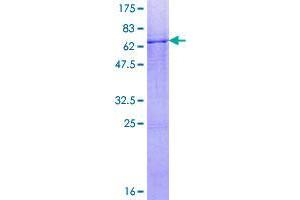 Image no. 1 for Coenzyme Q3, Methyltransferase (COQ3) (AA 1-369) protein (GST tag) (ABIN1350076)
