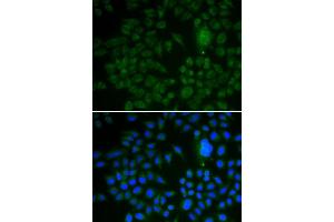 Immunofluorescence (IF) image for anti-Low Density Lipoprotein Receptor-Related Protein 1 (LRP1) (AA 20-270) antibody (ABIN3021969) (LRP1 anticorps  (AA 20-270))