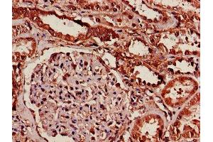IHC image of ABIN7142083 diluted at 1:600 and staining in paraffin-embedded human kidney tissue performed on a Leica BondTM system.