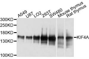 Western blot analysis of extracts of various cells, using KIF4A antibody.