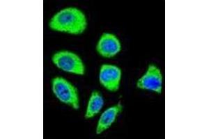 Confocal immunofluorescent analysis of PCDHGA8 Antibody (C-term) Cat. (PCDHGA8 anticorps  (C-Term))