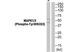 Western blot analysis of extracts from JK cells using MAPK1/3 (Phospho-Tyr205/222) Antibody. (ERK1 anticorps  (pTyr205, pTyr222))