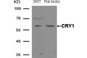 Western blot analysis of extracts from 293T cells and Rat testis tissue using CRY1 Antibody. (CRY1 anticorps)
