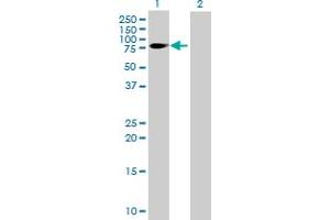 Western Blot analysis of FMN1 expression in transfected 293T cell line by FMN1 MaxPab polyclonal antibody.
