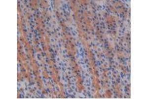 IHC-P analysis of Rat Stomach Tissue, with DAB staining. (EGF anticorps  (AA 974-1026))