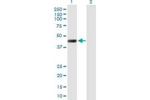 Western Blot analysis of LRRC2 expression in transfected 293T cell line by LRRC2 MaxPab polyclonal antibody. (LRRC2 anticorps  (AA 1-371))