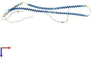 AlphaFold protein structure predicition of Human Recombinant KRT37 Protein, UniprotID O76014