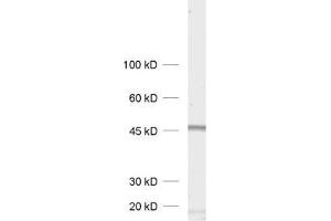 dilution: 1 : 1000, sample: rat brain homogenate (Homer 1b/c (AA 152-354) anticorps)