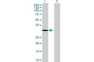 Western Blot analysis of NECAP2 expression in transfected 293T cell line by NECAP2 MaxPab polyclonal antibody.