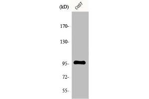 Western Blot analysis of COS7 cells using FASTKD1 Polyclonal Antibody (FASTKD1 anticorps  (Internal Region))