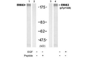 Western blot analysis of extracts from HUVEC cell using ERBB3 polyclonal antibody (Cat # PAB12231, Lane 1 and 2) and Phospho-ERBB3 Y1328 polyclonal antibody (Cat # PAB12186, Lane 3 and 4). (ERBB3 anticorps  (Tyr1328))