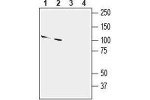 Western blot analysis of mouse (lanes 1 and 3) and rat (lanes 2 and 4) brain lysates: - 1,2. (SLITRK2 anticorps  (Extracellular, N-Term))