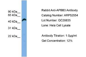 WB Suggested Anti-APBB3  Antibody Titration: 0.