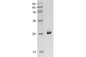 Validation with Western Blot