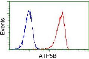 Image no. 8 for anti-ATP Synthase, H+ Transporting, Mitochondrial F1 Complex, beta Polypeptide (ATP5B) antibody (ABIN1496766)