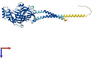 Scavenger Receptor Class B, Member 1 (SCARB1) (AA 1-509) protein (His tag)