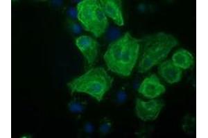 Anti-RASSF1 mouse monoclonal antibody (ABIN2454271) immunofluorescent staining of COS7 cells transiently transfected by pCMV6-ENTRY RASSF1 (RC213525). (RASSF1 anticorps)