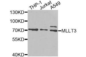 Western blot analysis of extracts of various cell lines, using MLLT3 antibody (ABIN5975267) at 1/1000 dilution.
