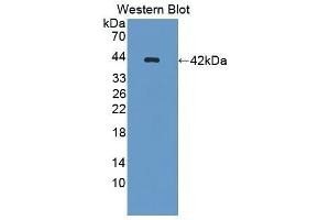 Western Blotting (WB) image for anti-Osteocalcin (BGLAP) antibody (ABIN1869594) (Osteocalcin anticorps)