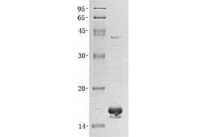 Validation with Western Blot (FABP7 Protéine)