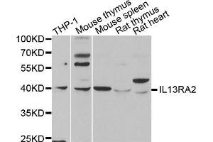 Western Blotting (WB) image for anti-Interleukin 13 Receptor, alpha 2 (IL13RA2) antibody (ABIN1980235) (IL13RA2 anticorps)