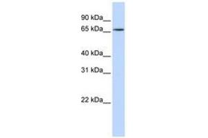 Image no. 1 for anti-Heterogeneous Nuclear Ribonucleoprotein R (HNRNPR) (N-Term) antibody (ABIN6740684) (HNRNPR anticorps  (N-Term))