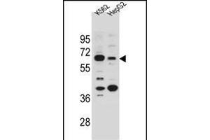 NHEDC1 Antibody (N-term) (ABIN655133 and ABIN2844760) western blot analysis in K562 and HepG2 cell line lysates (35 μg/lane). (NHEDC1 anticorps  (N-Term))