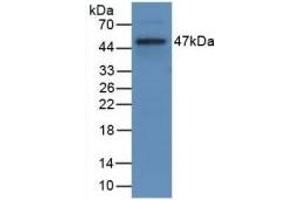 Detection of Recombinant CD40L, Rat using Monoclonal Antibody to Cluster Of Differentiation 40 Ligand (CD40L) (CD40 Ligand anticorps  (AA 105-260))
