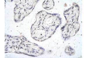 Rabbit Anti-SIDT2 antibody        Paraffin Embedded Tissue:  Human Placenta cell   Cellular Data:  Epithelial cells of renal tubule  Antibody Concentration:   4.