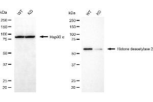 Western blotting analysis using histone deacetylase 2 antibody (ABIN7798930). (HDAC2 anticorps)