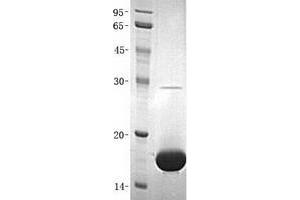 Validation with Western Blot