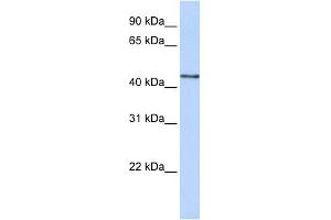 B3GNT4 antibody used at 1 ug/ml to detect target protein. (B3GNT4 anticorps  (N-Term))