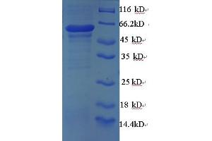 SDS-PAGE (SDS) image for Heterogeneous Nuclear Ribonucleoprotein A2/B1 (HNRNPA2B1) (AA 1-249), (full length) protein (GST tag) (ABIN5709675)