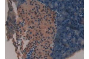 DAB staining on IHC-P; Samples: Mouse Pancreas Tissue (NDUFAB1 anticorps  (AA 3-129))