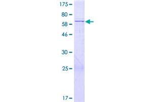 Image no. 1 for Mitochondrial Ribosomal Protein L38 (MRPL38) (AA 1-346) protein (GST tag) (ABIN1311325)