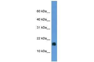 Western Blotting (WB) image for anti-Microsomal Glutathione S-Transferase 1 (MGST1) (N-Term) antibody (ABIN786135) (MGST1 anticorps  (N-Term))