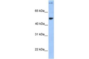 Western Blotting (WB) image for anti-Coiled-Coil Domain Containing 50 (CCDC50) antibody (ABIN2463552) (CCDC50 anticorps)