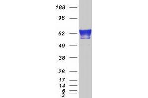 Validation with Western Blot (FKBP10 Protein (Myc-DYKDDDDK Tag))