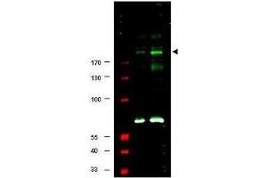 Western blot using  Affinity Purified anti-IRS1 pS307 antibody shows detection of a band at ~180 kDa believed to represent phosphorylated IRS1 (arrowhead). (IRS1 anticorps  (pSer307))