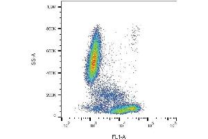 Surface staining of CD81 in human peripheral blood with anti-CD81 (M38) FITC.